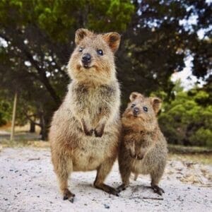 ハナコ秋山の結婚離婚と嫁と子供