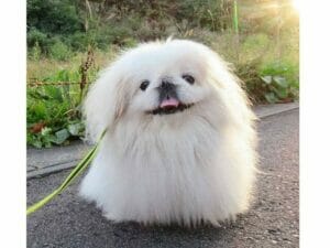 大久保佳代子の犬の犬種と名前